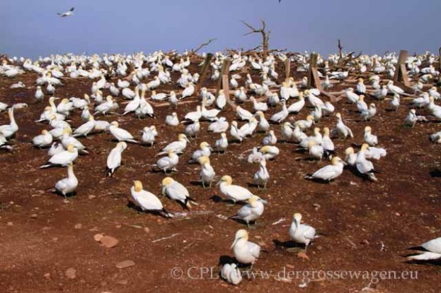 Basstoelpel-Gannets08