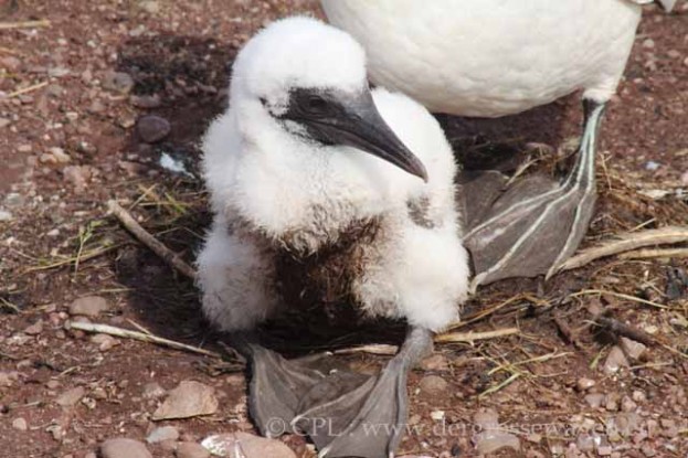 Basstoelpel-Gannets18