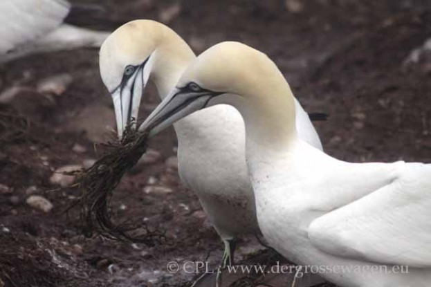 Basstoelpel-Gannets21