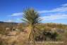 Ocotillo_Grove_02