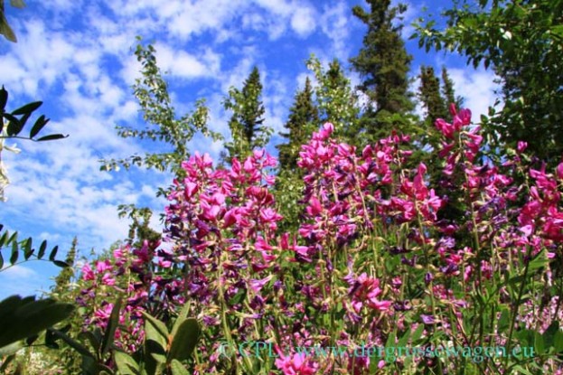 Milkvetch_02