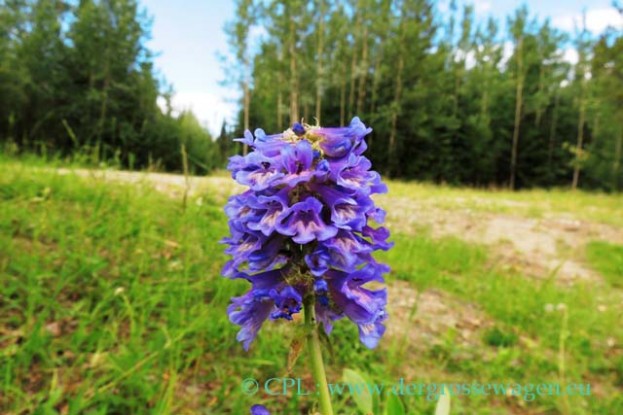 Penstemon