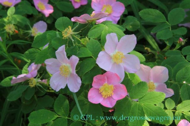 Prickly_Rose_01