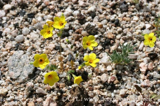 Desert_Gold