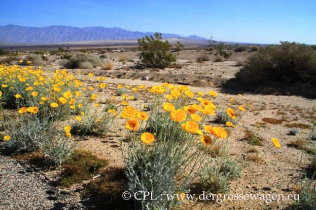 Desert_Marigold