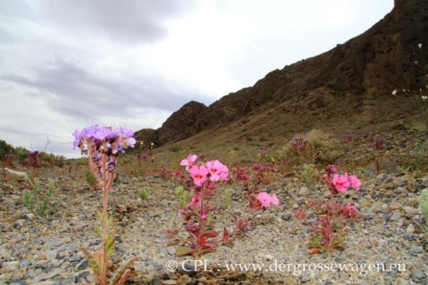 Monkeyflower_und_Phacelia