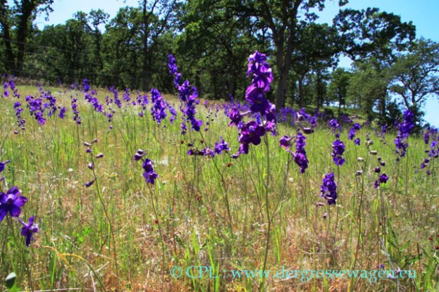 Larkspur_02