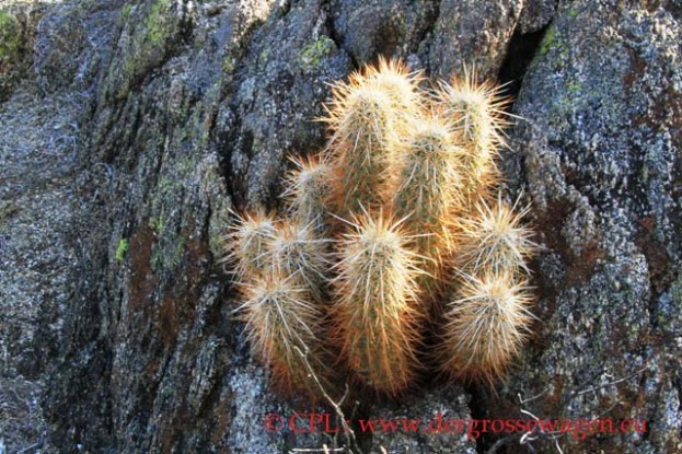 Hedgehog_Cactus_02