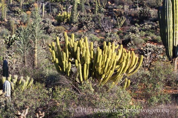 Candelabra_Cactus