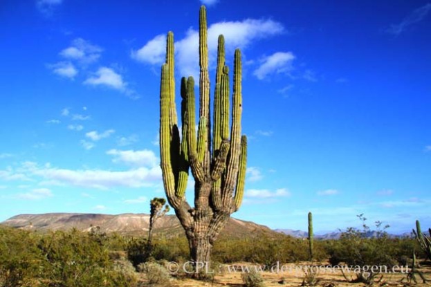 Elephant_Cactus_04