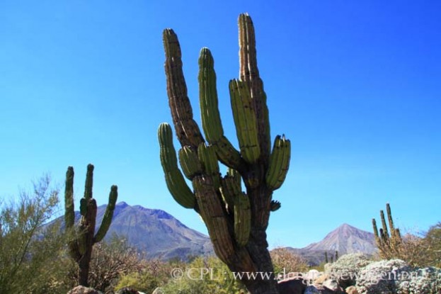 Elephant_Cactus_07