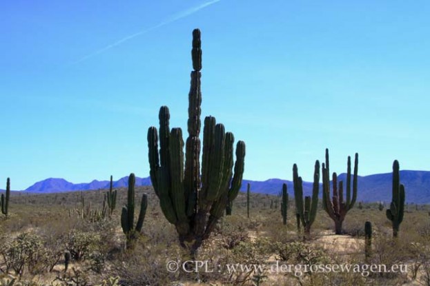 Elephant_Cactus_08