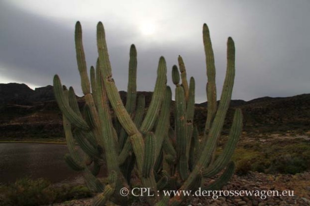 Organ_Pipe_Cactus_04