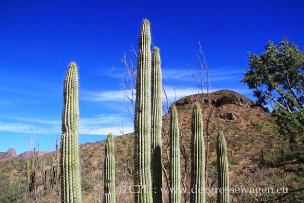 Organ_Pipe_Cactus