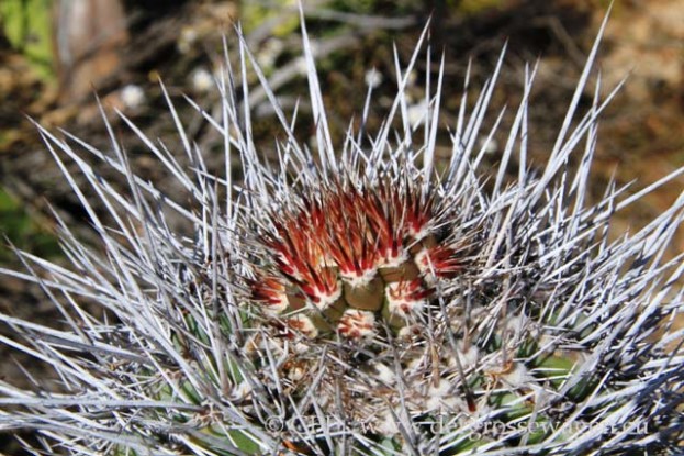 Spitze_junger_Elephant_Cactus