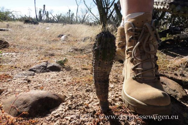 junger_Elephant_Cactus