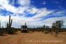 Elephant_Cactus-und_BC_Elephant_Tree_01