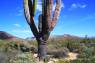 Elephant_Cactus_03