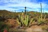 Senita=Old_Man_Cactus_02