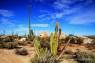 Senita=Old_Man_Cactus_04