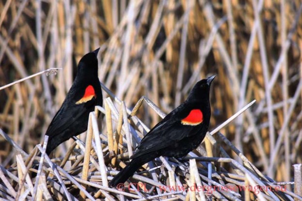 Red-winged_Blackbird_(Rotschulterstaerling)