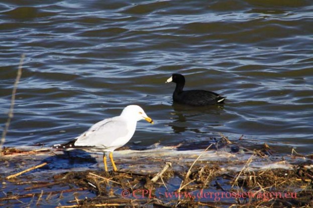 Ring-billed_Gull_und_American_Coot