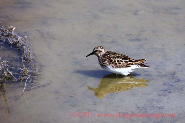 Sandpiper_(Schnepfenvogel)