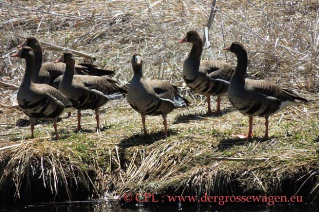 White-fronted_Goose_(Blaessgans)_01