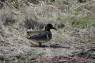 Green-winged_Teal_(Krickente)