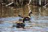 White-fronted_Goose_(Blaessgans)_02