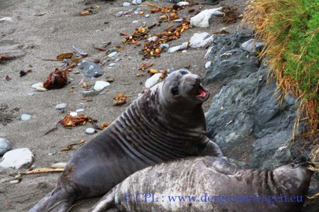 See-Elefant_Jungtier_Elephant_Seals_Pub_08