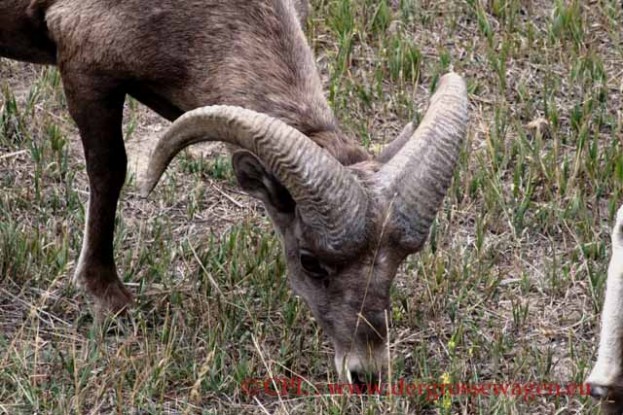 Dickhornschaf_Bighorn_Sheep_02