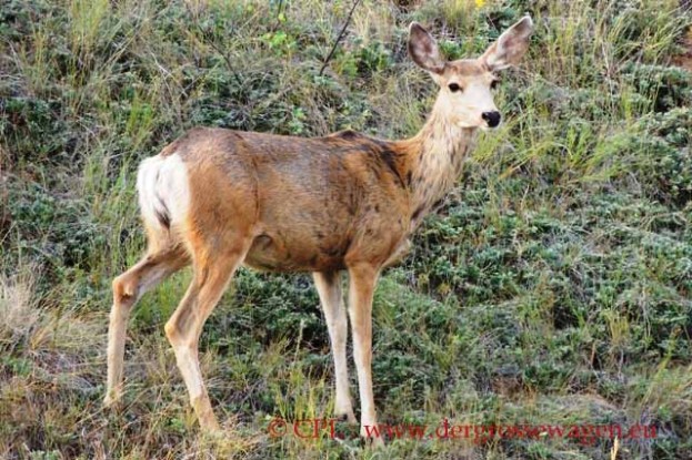 Maultierhirsch