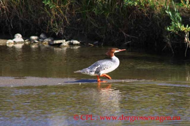 Common_Merganser_Gaensesaeger