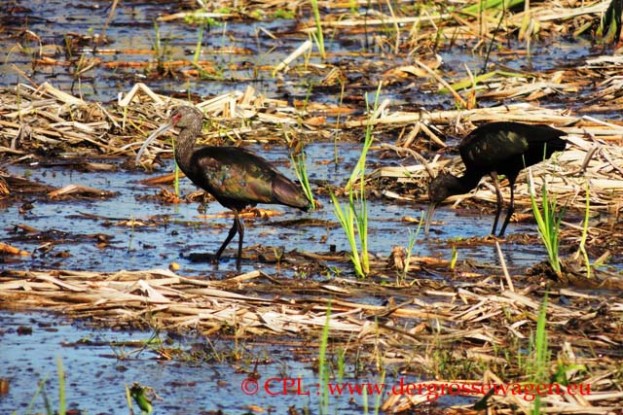 Ibis